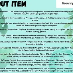 growing plants Original Green Jade Crassula Lucky Bonsai Feng Shui Plant (Pot Included) Best For Home Decorative Money Desi Jade Plant image 2