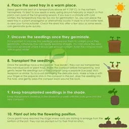 ovule Hybridi Chili Pepper Superhot Chilli Pepper, From Hybrid Bird Seed | Seeds Tested And Packed For Terrace and Home Gardening (Chilli) (200 Per Packet) image 3