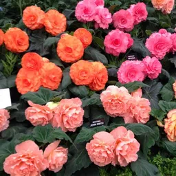ritz farming Ritz Farming® Dark shade pink Begonia Jumbo Big Size Flower Bulbs Imported for Your Home and Gardening Pack of 2 Bulbs image 4