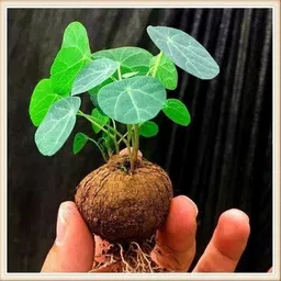 generic Stephania Erecta Plant Live Bulb for Air purifecation, 1 Per Pack image 2