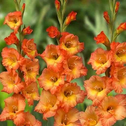 radha krishna agriculture Radha Krishna Agriculture® Gladiolus Flower Bulbs All session Imported Vearty for Home and Gardening Pack of 5 bulbs (DARK MAROON) image 5