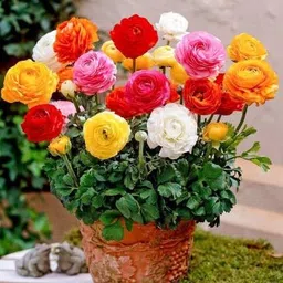 audbhidhi Ranunculus Flower Seeds Hybrid Mix Colour For Home Gardening 1 image 1