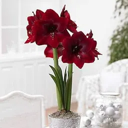 Imp. Amaryllis Lily Flower Hybrid Bulbs For Home Gardening Planting (Red Pearl, Pack Of 2 Bulbs)-picture-47