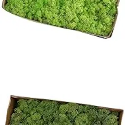 MERISHOPP 2Pcs Natural Dried Reindeer Moss Immortal Moss Crafts DIY Fruit Green Green|Home & Garden|Home D?©cor|Floral D?©cor-picture-10