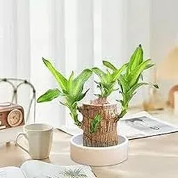 Brazilian wood lucky bamboo tree | Pack of 1 | Good Luck Plant, Healthy Indoor Plant |-picture-18