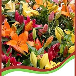 ANDHAGNAI GREENS Asiatic Lily Lillium Flower Bulbs (Pack Of 10, Multicolour)-picture-15