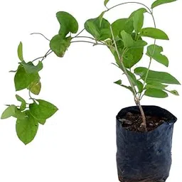KAROLANE® Gymnema Sylvestre Gurmar Gudmar Cakkarakkolli Cirukurinca Meshashrunga Madhunashini Podapatri Cowplant Live Saple Plant in Poly Bag-picture-12