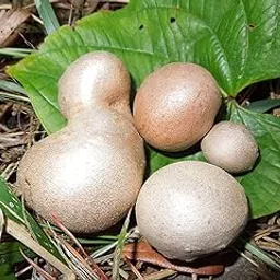 Hug A Plant | Adathapu | Air Potato | Dioscorea bulbifera (Seeds,Tubers) (1-2 SEEDS (Appx 200 GRAMS)-picture-15