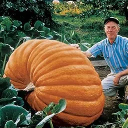 Golden Hills Farm® (AVG 50-500) seeds vegetable Pumpkin-seeds-Atlantic-giant-Ukraine-Heirloom-image-3