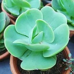 Pedpoudhe Echeveria Green Spoon Succulents Live Plant with pot | indoor plant | Ornamental plant-picture-67