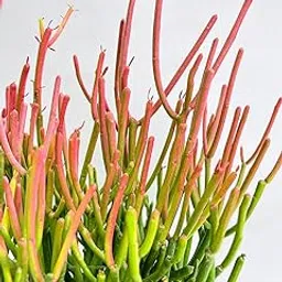 generic Madhu Enterprises Real Pencil Cactus Plant foliage ornamental Succulent Plant-picture-27