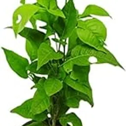 Live Bilva Plant Bel Patra Plant Bael Plant Bel Patra for Puja Bael Fruit Plant Bilva Medicinal Plant-picture-28