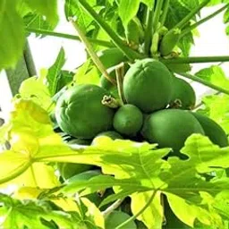 Hybrid papaya seeds for home garden Pack Of 900-image-13