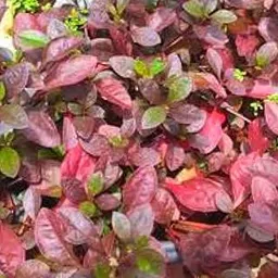 VENUS-ONLINE Ponnanganni cheera- Ponnanganni Cheera, Dwarf Copperleaf Spinach One Healty Live Plant for kitchen Garden in poly cover-picture-23