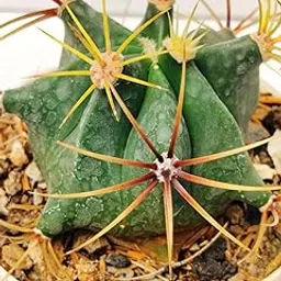Pushp decor Candy Barrel Cactus (Rare Variety) Without Soil | Unique Indoor Decorative Live Plant for Home, Office & Desk Décor-image-51