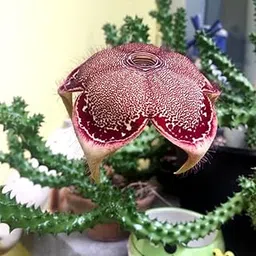 Mphmi Seedless Plant Plants Cactus Edithcolea Grandis Cactus-picture-13