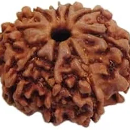 TRINETRA GEMS Stone Genuine Nau Mukhi Rudraksha Nepali Beads Superb 9 Mukhi Rudraksha IGL Lab Certified Premium नौ मुखी रुद्राक्ष for Make Pendant Nine Face Rudraksha for Men Women-image-56