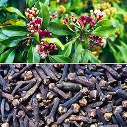 Samrat Garden Cloves Plant (Syzygium Aromaticum) Live Spice Plant (Home & Garden)-picture-26
