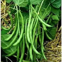 Golden Hills Farm Hybrid High Yield Dwarf French Bean Vegetable 50+ seeds image 1