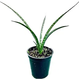 The Four Seasons Sansevieria Fernwood Mikado Rare Natural Live Snake Plant in Pot-picture-51
