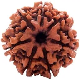 SreeGems 7 Mukhi Rudraksha Original Certified Small Beads with Silver Cap 7 मुखी रुद्राक्ष ओरिजिनल Real Nepali Rudraksha Blessed by Mahalakshmi for Astrological Purpose-image-18