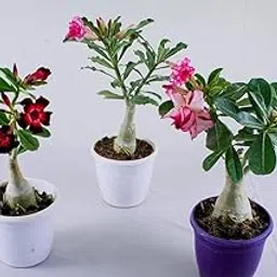 Greenlifelive Bonsai Desert Rose (Adenium) – Dwarf Live Plant for Indoor & Outdoor Décor – Ornamental Flowering Impala Lily – Low Maintenance Garden Bonsai (1 Live Plant in Container)-picture-21