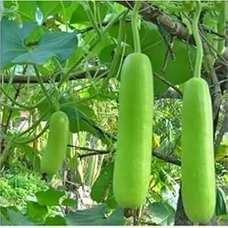 Dudhi Zucca Long Gourd Seeds - Organic Deshi (15 per Packet)-picture-48