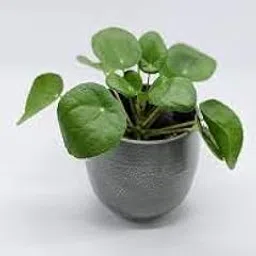 generic Mini coin grass live plant (pack of 1)-picture-20