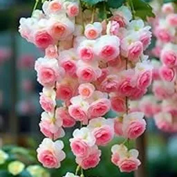 SVG® Weeping Begonia Flower Bulbs for Planting and Gardening, Pack Of 5 Bulbs (White & Light Red)-picture-10