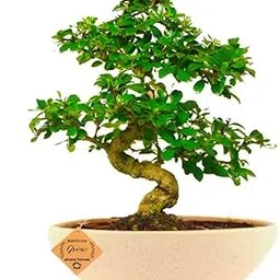 Abana Homes Bonsai Live Plant - 10 Years Old Carmona Flowering & Fragrance Bonsai Tree | Unique Bonsai Plants for Home Indoor | Ideal for Office, Living Room, Balcony | Height: 40cm-picture-33