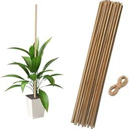 Bamboo Sticks for Plant Support Height 2 Feet (60CM) Height | Climbers Support for Live Plant 24 inches Height | 60 cm Height (Pack of 10)-picture-20