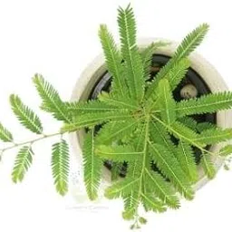 Leaf Gardening Amla (Big Size Fruit) Indian Gooseberry, Phyllanthus Emblica Plant with Pot-image-65