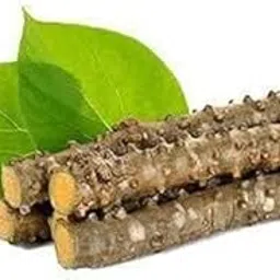 Fresh Giloy Plant Stems Sticks (7-inch) Set of 10-image-99