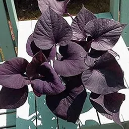 generic The Green Beach Live Original Live Black Vine Sweet Potato Outdoor Gardening Vegetable Plant With Black Plastic Nursery Pot-picture-11