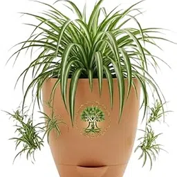 Spider Plant in 4 Inch Self Watering Pot Live Air Purifying Indoor Home & Office Décor Easy Care Pet Safe Table (PEACH COLOUR self watering pot)-picture-21