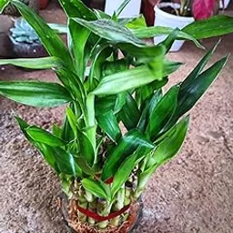 Anuraj farms Two Layer Lucky Bamboo Plant with Pot Feng Shui Plant-image-31