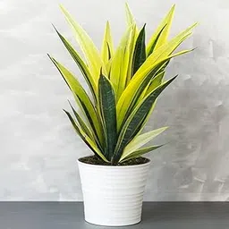 GreenWorld Special & Rare Long La Rubia Snake Plant (Pack Of 1) Air Purifier Healthy Indoor Live Houses & Office table lucky Natural Plant-picture-28