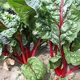 Red Cardinal Spinich Palak Organic Seeds-picture-50