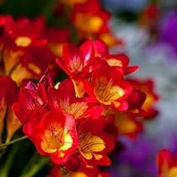 Radha Krishna Agriculture Freesia Red Aroma Flower Bulbs For Indoor & Outdoor Gardening & Decorating (Set Of 3 Bulb)-picture-12