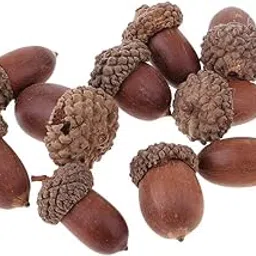 10 Pieces Rustic Natural Acorns Dried Table Decorations for Accents Home Christmas Party Decoration Ornaments DIY Floral Arts Crafts-image-10