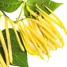 VibeX BEANS YELLOW SEEDS-100 Seeds image 1