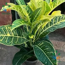 EverSneh Live Real Air Purifier GreenYellow Shaded Croton Indoor Live Plant For Room,Office Balcony Plant With Plastic Pot-picture-19