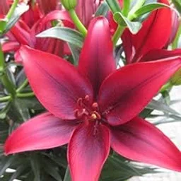 Asiatic Lily Lilium Flower Rooted Big Size Bulbs Pack of 5 Mix-picture-13