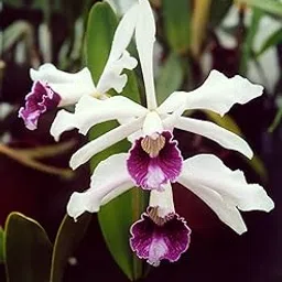 Dendrobium New ATK-picture-46