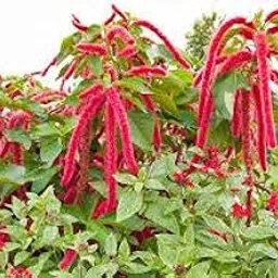 Afflorance Flower Seeds : Amaranthus Flower Seeds (Summer Flower Seeds)-picture-19