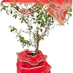 Tulsi MATA Poshak Set for Tulsi Vivah & Dev Uthani Ekadashi (Red) | Traditional Tulsi Ji Dress with Lehenga & Chunari | Decorative Tulsi Plant Vastra for Kartik Maas Pooja & Mandir Decoration-image-4