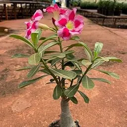 Live Adenium Desert Rose Plant - Beautiful Bonsai for Window, Balcony, Hall & Terrace garden-picture-26