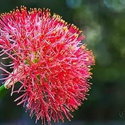 Ritz Farming® Football lily flower bulbs | Red color Flowering seeds for Gardening (PACK OF 2 BULBS)-picture-32