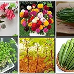 Creative Farmer Garden Seeds Combo Herb Seeds & Vegetable Seeds : Amaranthus(Green), Ashgourd, Clarkia, Dahlia -Pompon, Garlic Chives, Water Cress Fruit Seeds For Home Garden-picture-32