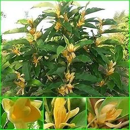Creative Farmer Live Plant Michelia Champaca Perennial Plant/Tree Daily Flowering Garden Plant(1 Healthy Live Plant)-picture-31